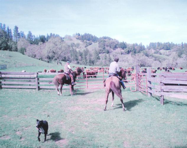 At home gathering cows
